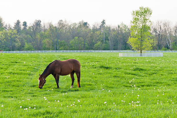 istock Horses at farmland 178729643