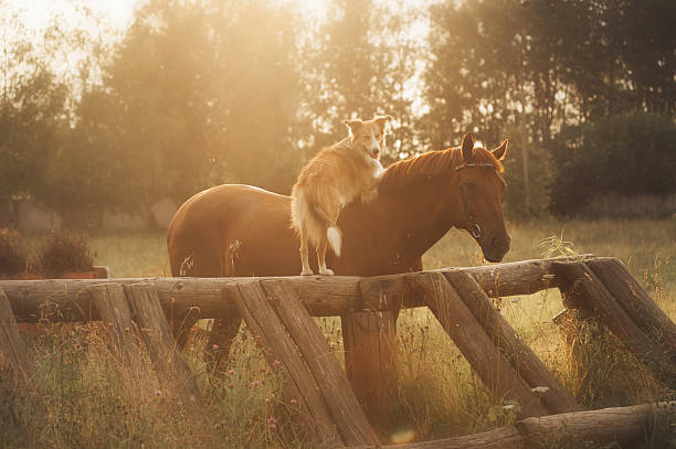 Red border collie dog and horse are friends at sunset in summer