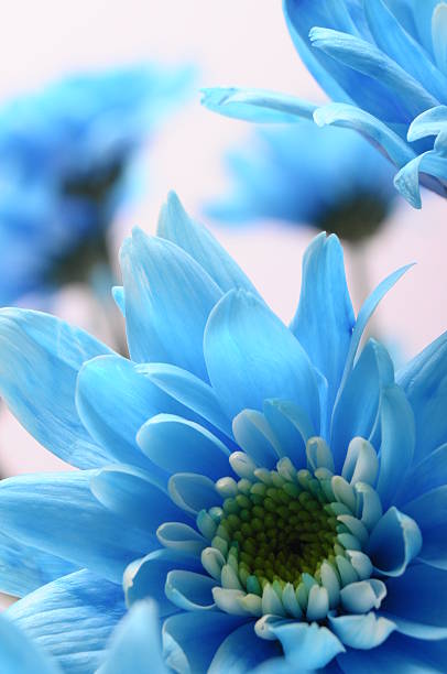 istock Close up of blue flowers 178730286