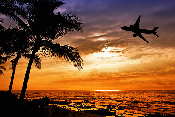 Sunset with palm tree and airplane silhouettes