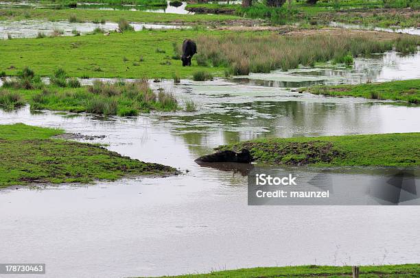 Water Buffalos Stock Photo - Download Image Now - Black Color, Cattle, Domestic Cattle