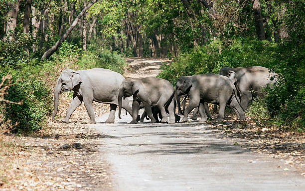herd of elephants - jim corbett national park 個照片及圖片檔