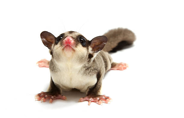 istock little joey looking photographer 178731311