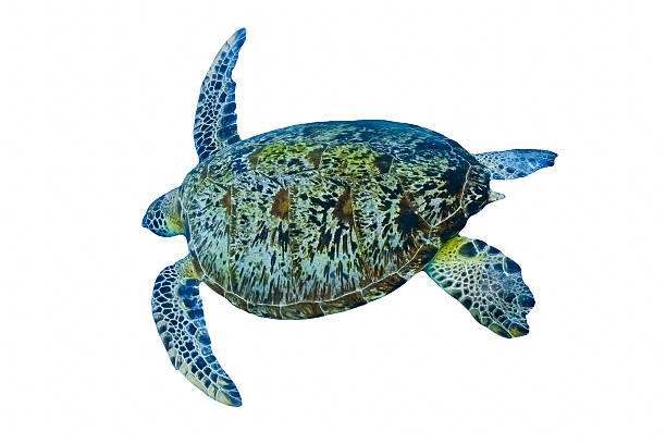 istock Green sea turtle swimming isolated on white background 178731397