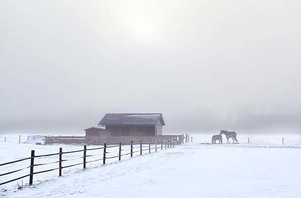 Photo of horse on winter pasture in misty day