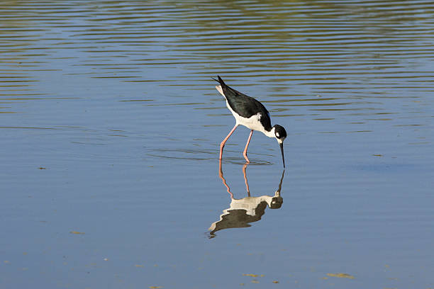 istock Black-necked Stilt Hunting in Pond 178731564