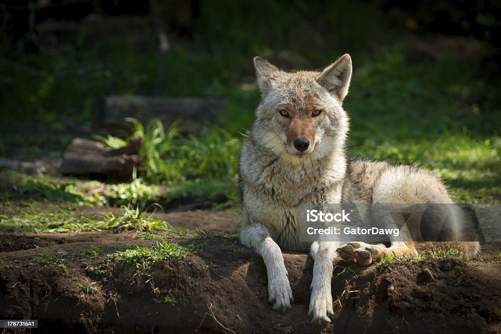 North American Coyote (Canis latrans) A beautiful North American Coyote (Canis latrans) stares into the camera as it lies on a dirt patch in a  Canadian forest. Coyote Stock Photo