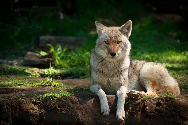 A beautiful North American Coyote (Canis latrans) stares into the camera as it lies on a dirt patch in a  Canadian forest.