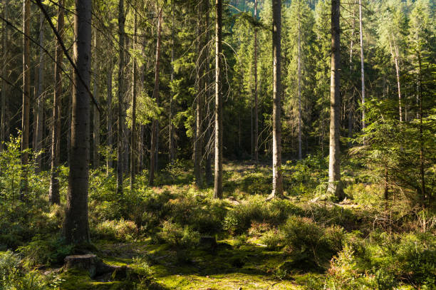 istock Small clearing in a fir tree forest, Adrspach rocks, Czech Republic 1787317059