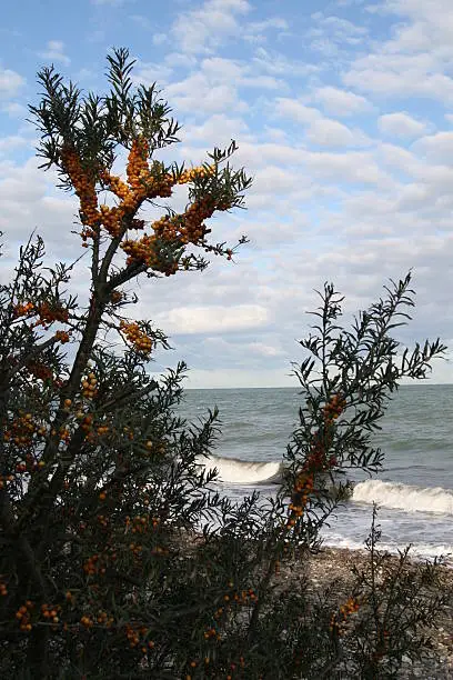 "Hippophae rhamnoides,sea buckthorn,on the german baltic-seacoast in the near from heiligendammvitamin C containing,"