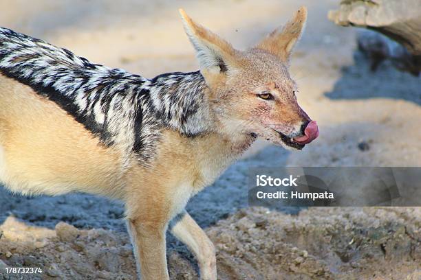 Foto de Chacal Dedorsonegroafricana E Opportunist Predator e mais fotos de stock de Animais caçando