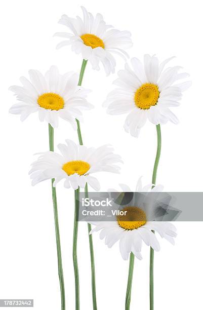 Daisy Stock Photo - Download Image Now - Beauty, Bunch of Flowers, Close-up