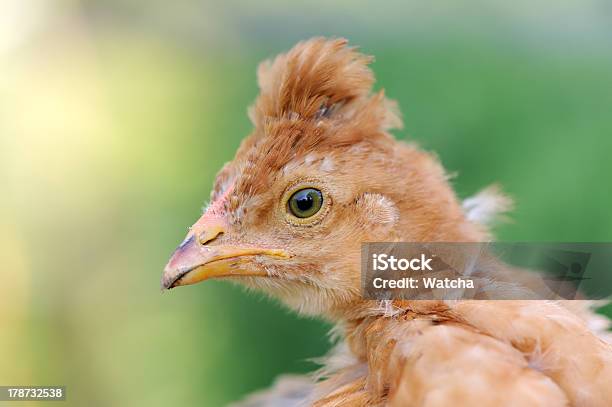 Cresta Roja Pollito Primer Plano Foto de stock y más banco de imágenes de Agricultura - Agricultura, Aire libre, Animal