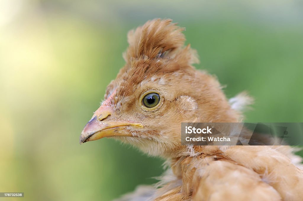 Crista-Vermelha frango bebê em Close-Up - Foto de stock de Agricultura royalty-free