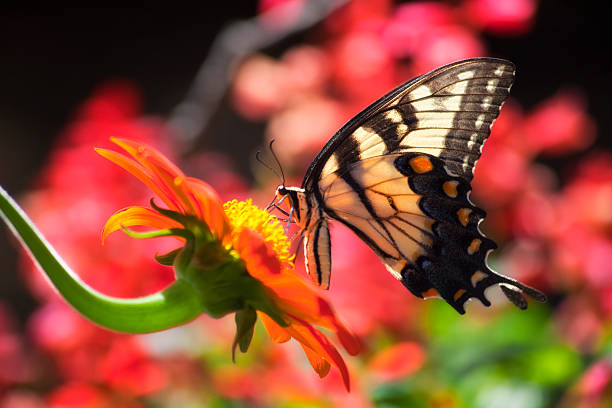 istock Swallowtail Butterfly Feeds on Sunflower 178732706