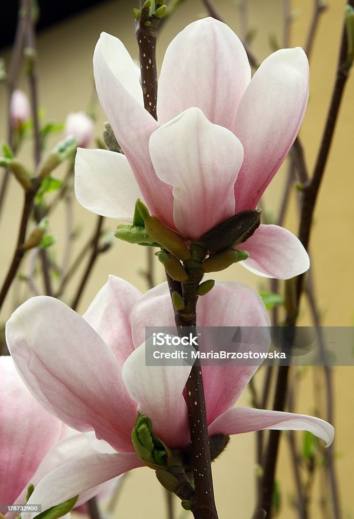 Rosa flores de magnolia - Foto de stock de Arbusto libre de derechos