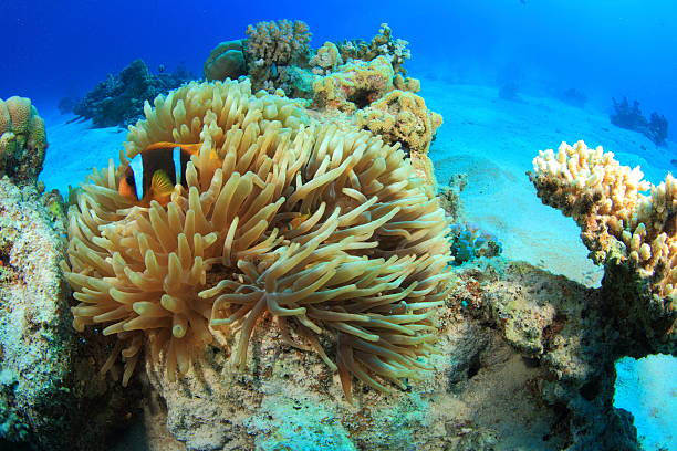 istock Marine Life in the Red Sea 178733031
