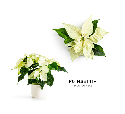Poinsettia christmas star flower isolated on white background. Potted winter white plant creative layout. Floral design element. Holiday concept