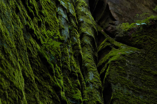 istock Lush thick green moss covering solid rock, Adrspach rocks, Czech Republic 1787332481