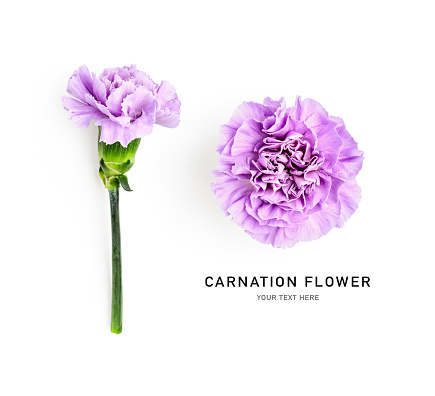 Beautiful carnation daisy flower lilac purple violet isolated on white background. Holiday present. Creative layout. Top view, flat lay. Design element