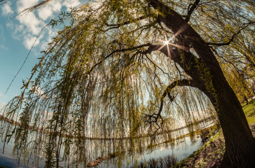 Weeping willow trees by a river in Hertfordshire