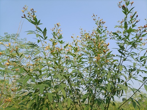 The pigeon pea plant with blue shy