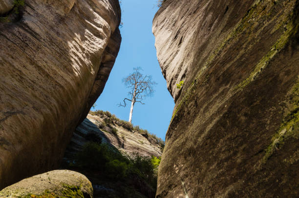 istock Trees growing on monumental rock formations in Adrspach rocks, Czech Republic 1787335418