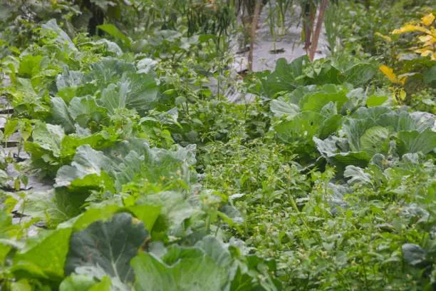 Cabbage Rows Cultivated in Agricultural Field in Indonesia, Wonosobo.