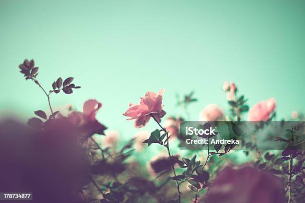 Pale Pink Roses Stock Photo - Download Image Now - Book, Flower, Green Color