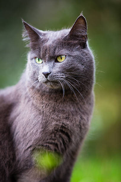 istock Cat outdoors on a green lawn 178734889