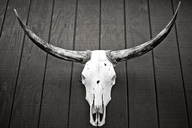 istock Bull skull mounted on wall - black and white 178734895