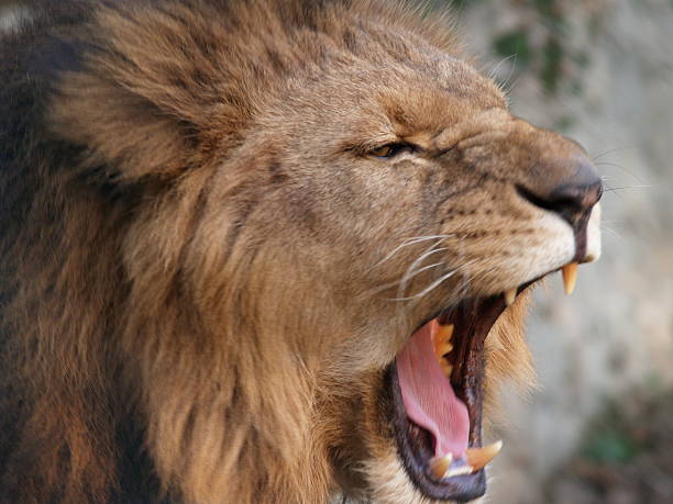 istock Angry and hungry lion 178735008
