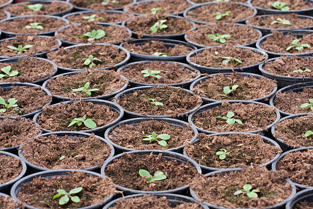 istock Greenhouse Plants in pots 178735257