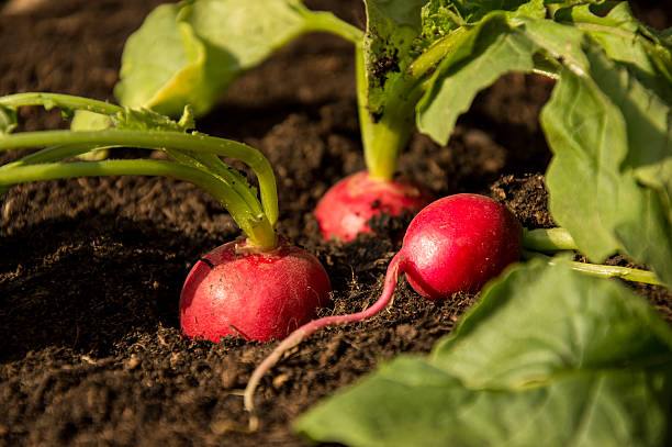 istock Radishes in the Garden 178735326