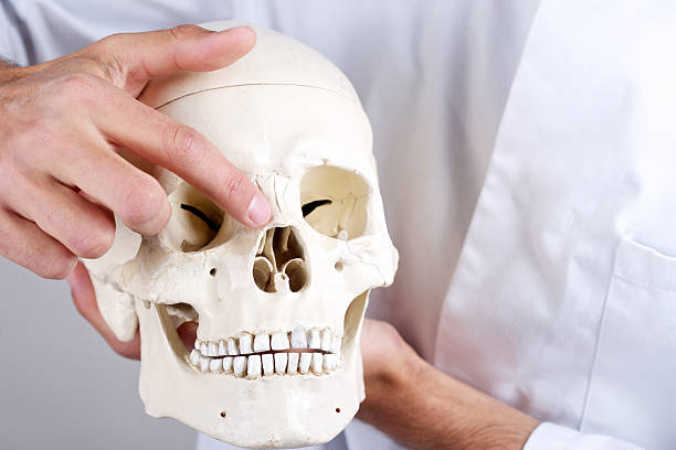 istock doctor showing os nasale 178735340