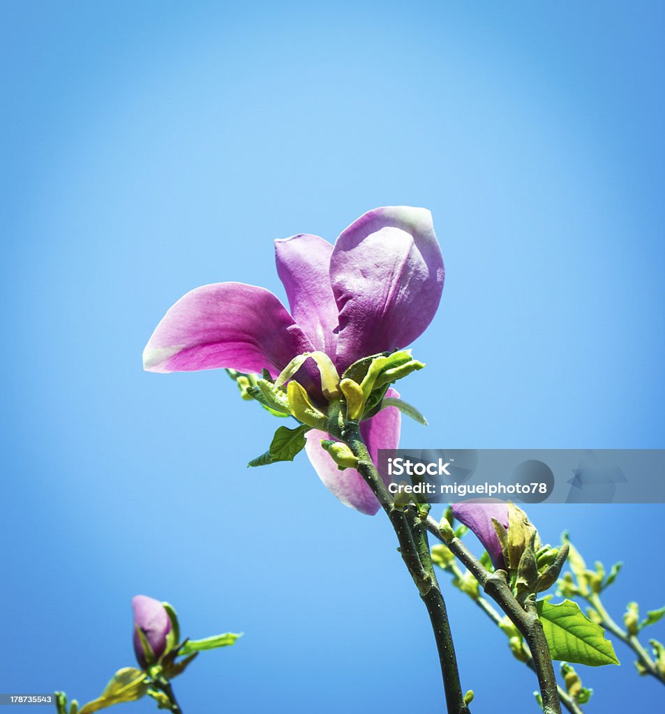 Magnólia bloom - Royalty-free Beleza natural Foto de stock