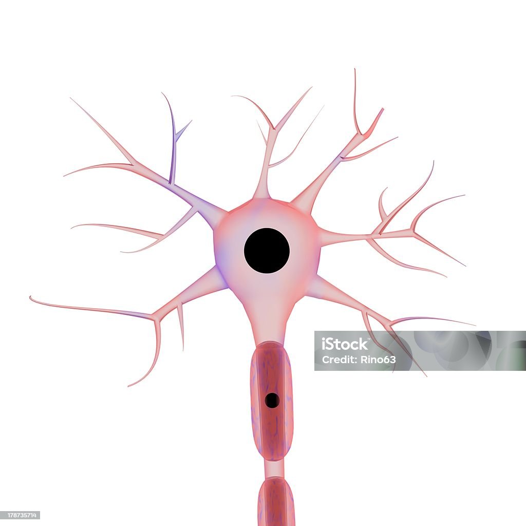 Neurônio no fundo branco - Foto de stock de Anatomia royalty-free