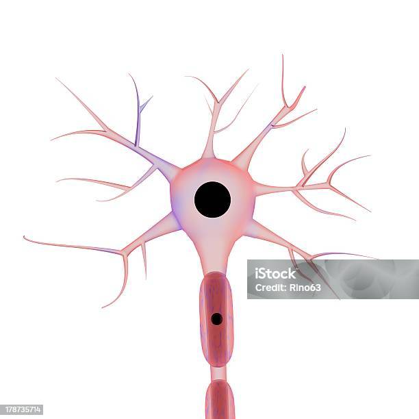 Foto de Neurônio No Fundo Branco e mais fotos de stock de Anatomia - Anatomia, Biologia, Cerebelo