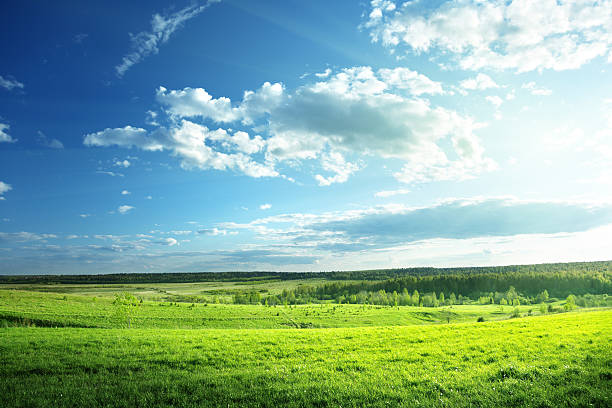 istock field of spring grass and forest 178735783