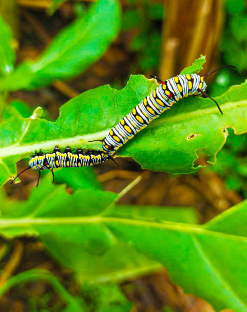 istock Caterpillar, butterfly caterpillar, 1787359333