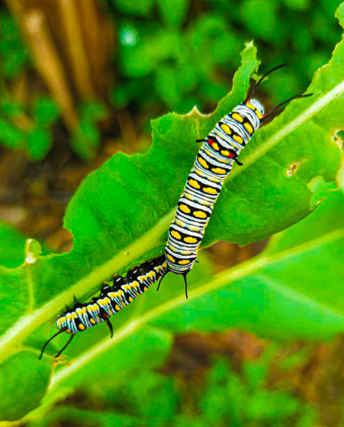 istock Caterpillar, butterfly caterpillar, 1787359360