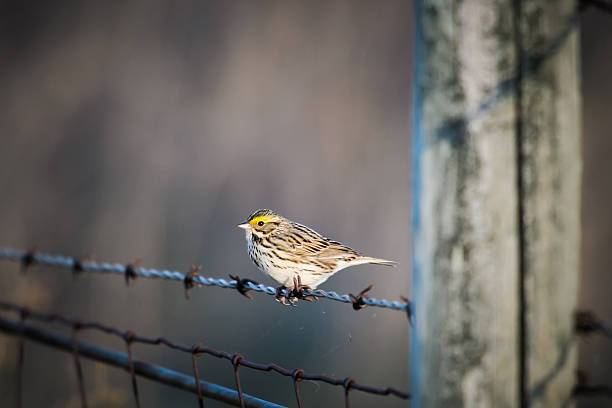 gorrión sabanero (passerculus sandwichensis) - passerculus fotografías e imágenes de stock