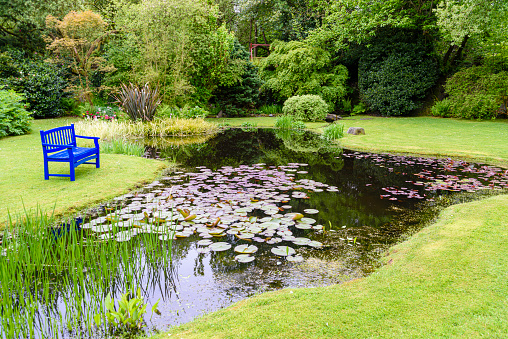 Blue bench beside a garden pond with water lilies.