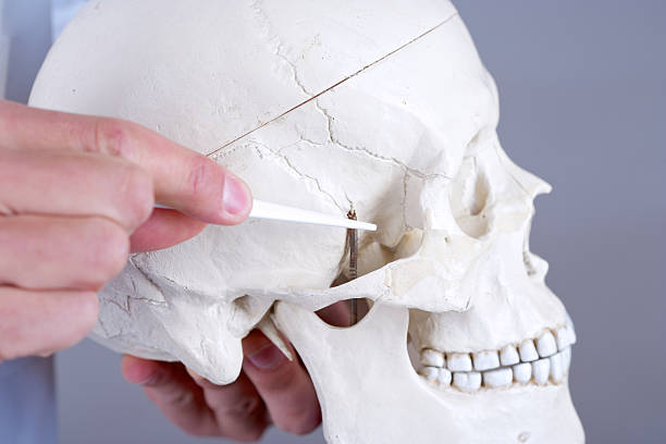 sphenoid bone Doctor shows a synthetic skull and points at the sphenoid bone. sphenoid bone stock pictures, royalty-free photos & images