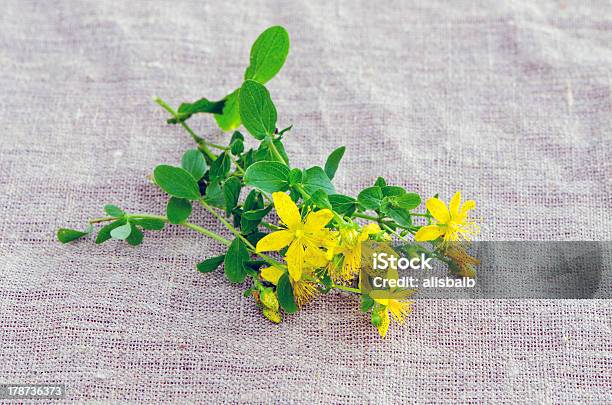 St John S Wort 꽃이 섬유 0명에 대한 스톡 사진 및 기타 이미지