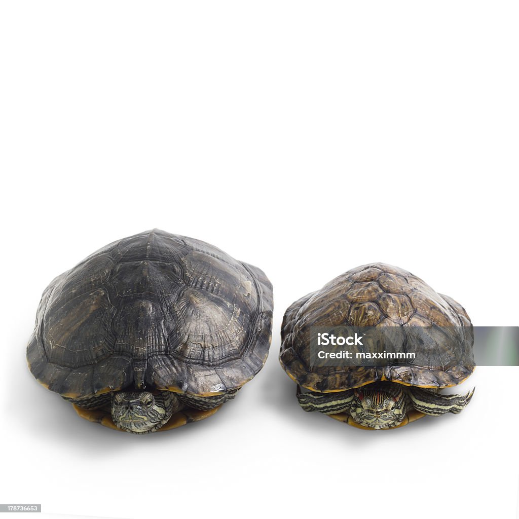 2 Turtle Image Two Turtle Isolated On White Background Stock Photo - Download Image ...