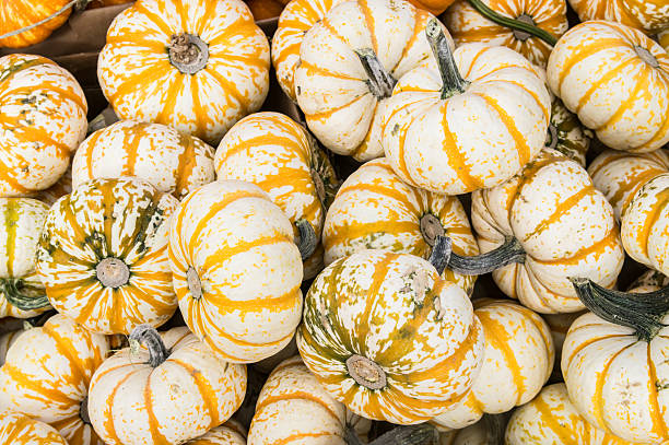 Harvest Gourds fo Halloween