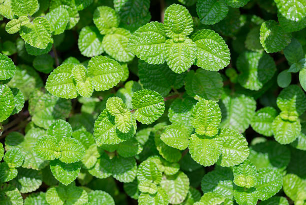 Creeping Charlie or Pilea Nummulariifolia leaves background Fresh green Creeping Charlie leaves background pilea nummulariifolia stock pictures, royalty-free photos & images