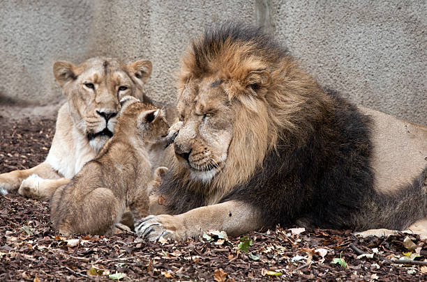 istock family of lions 178736813