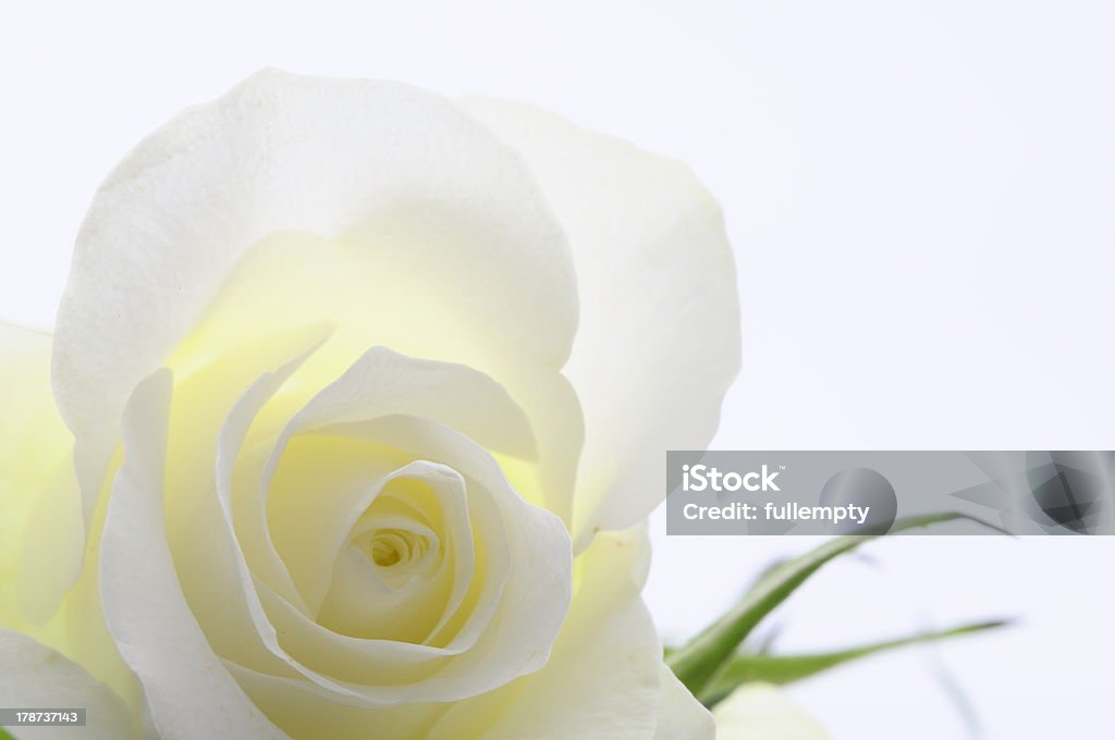 Close up ofo white rose Macro of white rose heart and petals Anniversary Stock Photo
